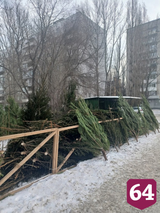 Саратовцы озвучили цены на новогодние елки