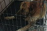 Саратовская юристка ищет любящую семью пожилой собаке