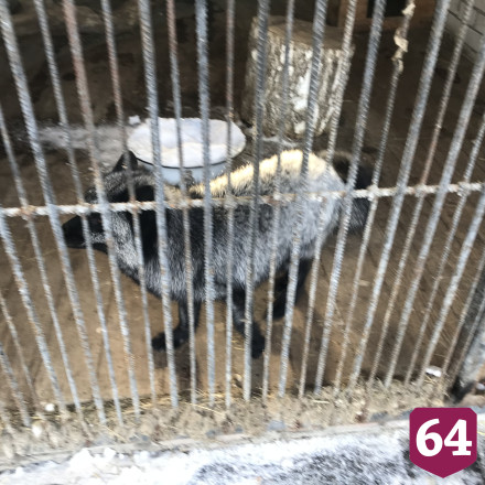 В саратовском парке медведь спит зимой под одеялами