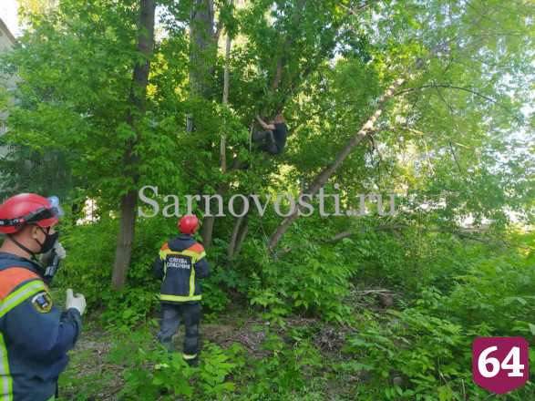 Спасатели уговорили нарушителя самоизоляции не прыгать с дерева 