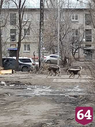 В Саратове стая голодных собак роется в мусорках и нападает на людей