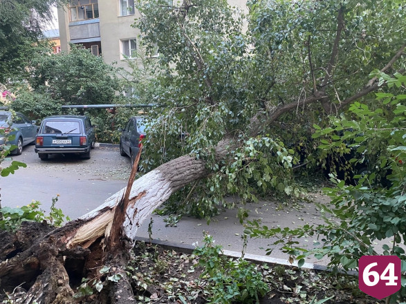 В центре Саратова дерево придавило внедорожник