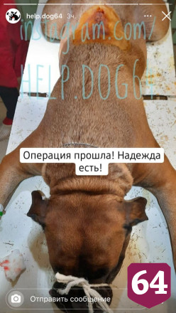В Саратове прооперировали выброшенную с 5-го этажа собаку