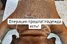 В Саратове прооперировали выброшенную с 5-го этажа собаку