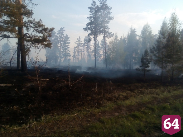 Сгоревший на Первомай лес под Саратовом вырубят и восстановят