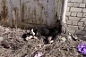 В Саратове пенсионер расстрелял собак на глазах у детей