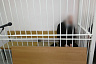 Арестован обвиняемый в убийстве 5-летнего мальчика под Саратовом