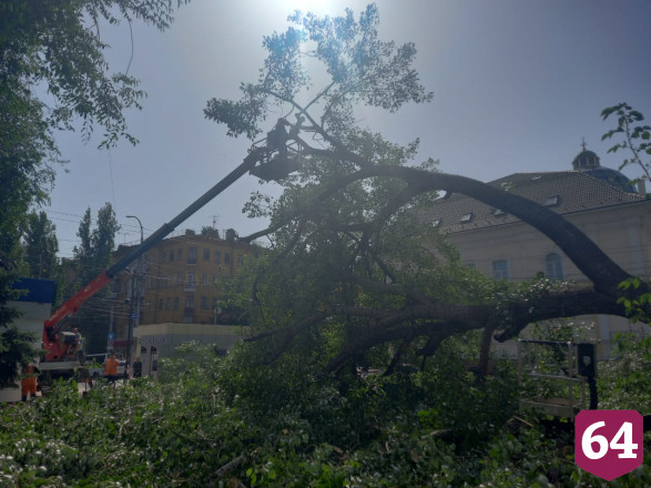 В Саратове из-за сильного ветра деревья упали на 3 автомобиля 