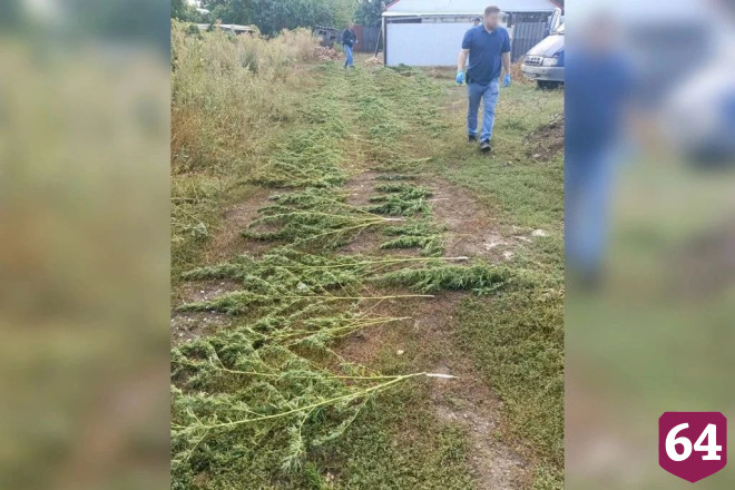В «Газели» саратовца нашли 168 кустов конопли на зиму