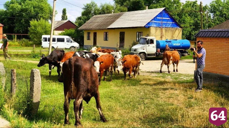 Саратовцы отправили пострадавшим от паводков фермерам Дагестана партию коров