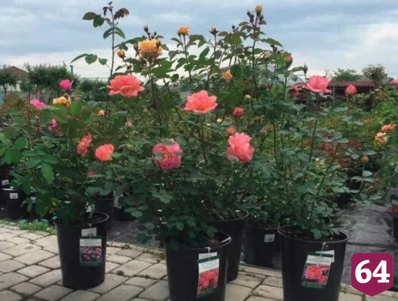 Саратовские дачники раздают бесплатно цветы с хреном и саженцы
