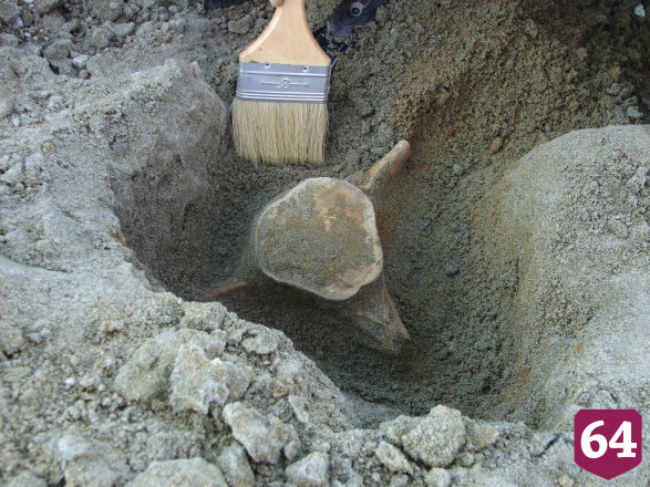 Саратовские палеонтологи раскопали остатки гигантских морских черепах