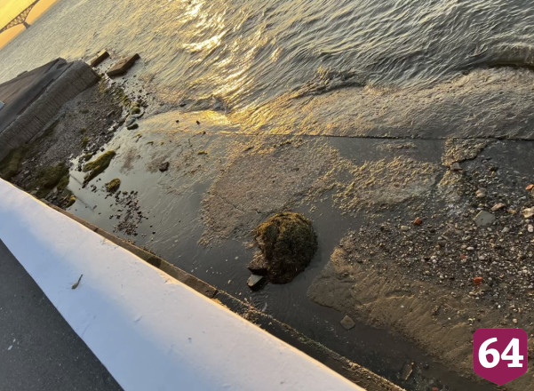 Саратовцы попросили очистить Волгу от мусора и водорослей