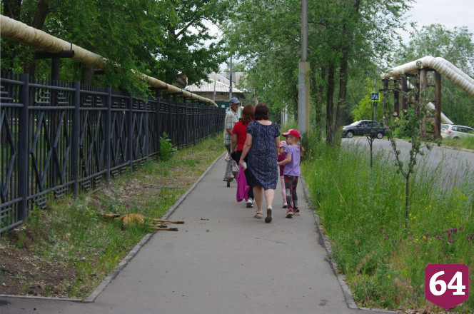 В Саратове бездомные собаки загнали косулю под автомобиль