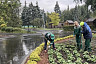 Горпарк Саратова украсят 5 тысяч тюльпанов