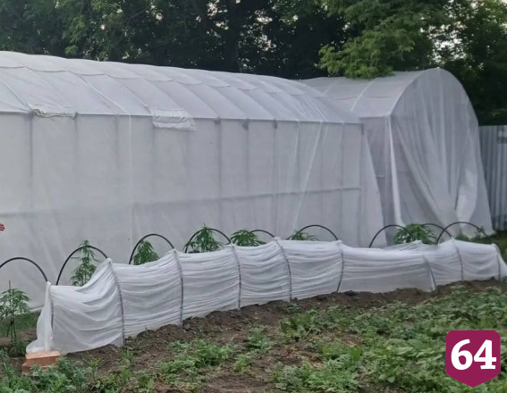 Саратовец вырастил в теплицах на даче 156 кустов конопли