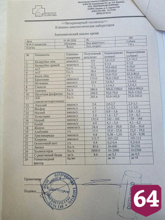 Саратовцы всем миром выхаживают сбитую на трассе собаку Волгу