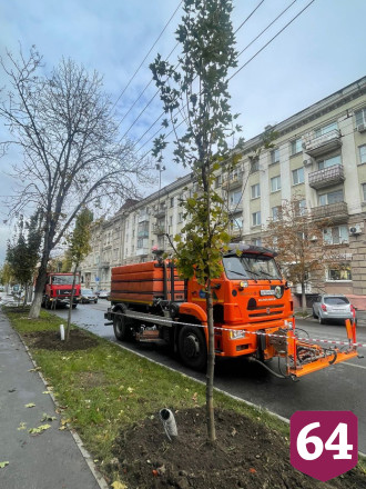 В центре Саратова высадили 87 кленов