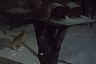 Лиса в огороде саратовцев пыталась украсть сало 