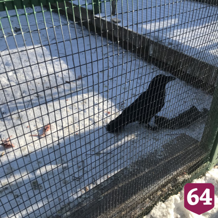 Под Саратовом лесной ворон разговаривает на иностранном языке