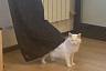 Суровая кошка из Саратова стала звездой интернета 