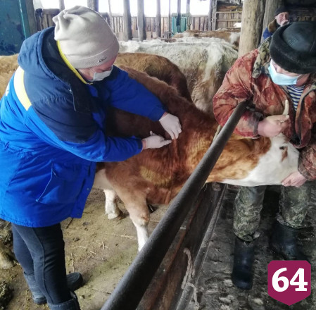 В Саратовской области от ящура вакцинировали 59% поголовья рогатого скота
