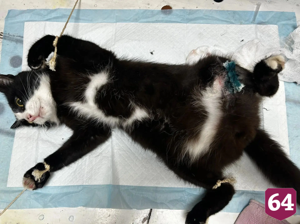 Саратовские ветеринары спасли кошку с рваной раной лапы