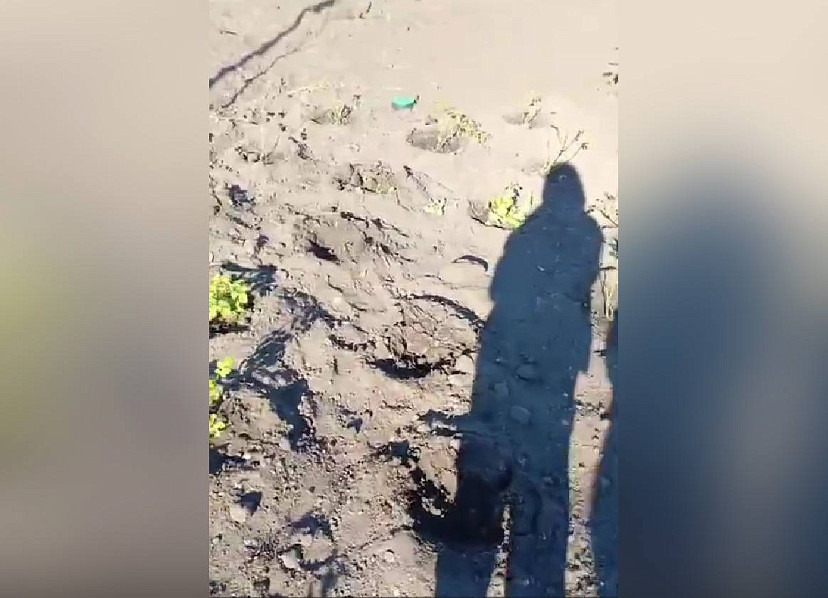 В Саратове вандалы похитили саженцы барбариса и роз из сквера
