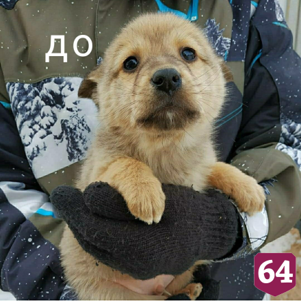 В Саратове найденный в лесу щенок вырос красавцем