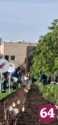 На набережной Саратова высадили 250 кустов роз 