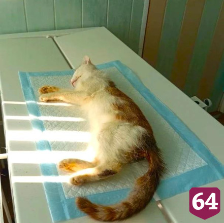 Саратовские ветеринары спасли пожилую кошку с опухолью