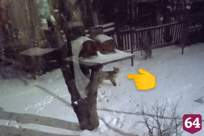 Лиса в огороде саратовцев пыталась украсть сало 