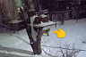 Лиса в огороде саратовцев пыталась украсть сало 