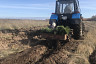В Саратовской области высадили 2500 гектаров леса