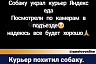 В Саратове доставщик еды похитил собаку 