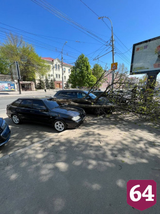 В центре Саратова дерево рухнуло на два автомобиля