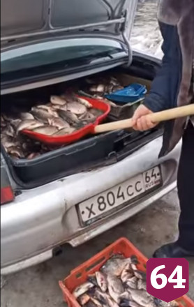 В Саратове водитель лопатой выгружал из багажника живую рыбу