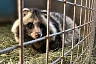 В Саратове лечат от простуды любимца живого уголка Детского парка