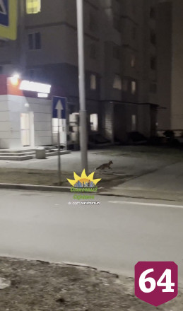 На улицах Саратова заметили лису