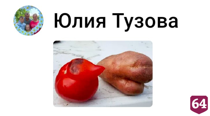 Саратовцы вышли на «Битву урожаев» с грибами-акробатами и длинноносыми томатами