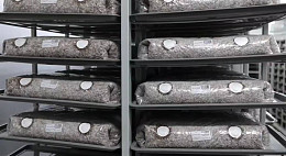 Саратовское предприятие производит до 300 тонн зернового мицелия в месяц