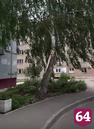 Саратовцы снимали падающие от сильного ветра деревья