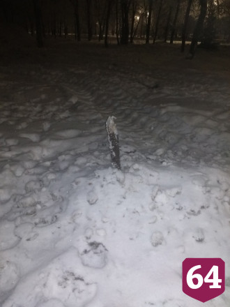 Саратовцы возмутились вырубкой елок в городском парке