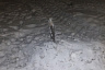 Саратовцы возмутились вырубкой елок в городском парке