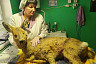 Саратовские ветеринары прооперировали раненую косулю