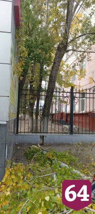 В Саратове на голову пенсионерки рухнула ветка дерева