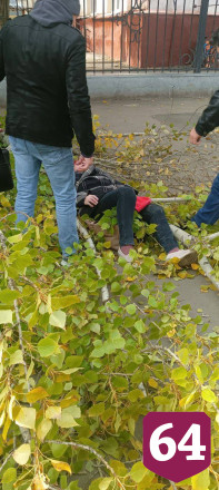 В Саратове на голову пенсионерки рухнула ветка дерева