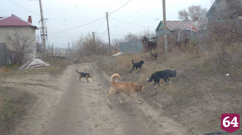 Саратовцы боятся отпускать детей из дома из-за агрессивной стаи собак 