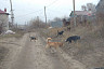 Саратовцы боятся отпускать детей из дома из-за агрессивной стаи собак 