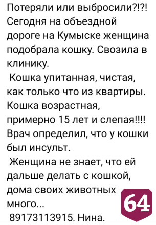 На саратовской дороге спасли ослепшую кошку с инсультом